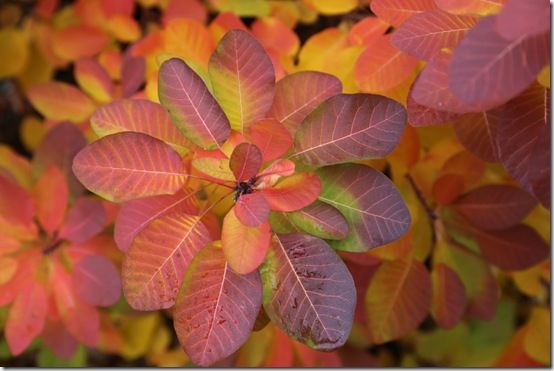 9 Cotinus 'Ruby Glow' autumn 