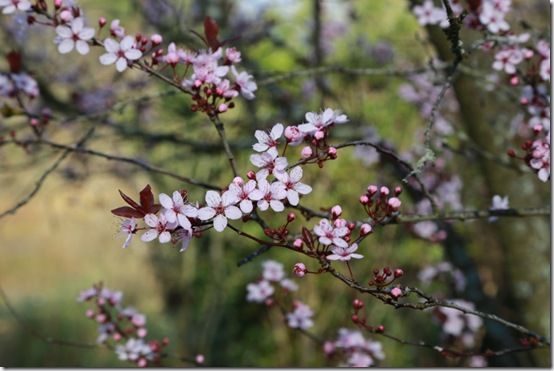 Prunus cerasifera 'spring glow'