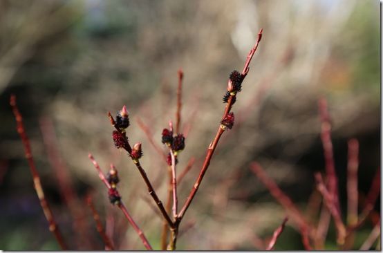 Salix gracilistyla 'Melanostachys'