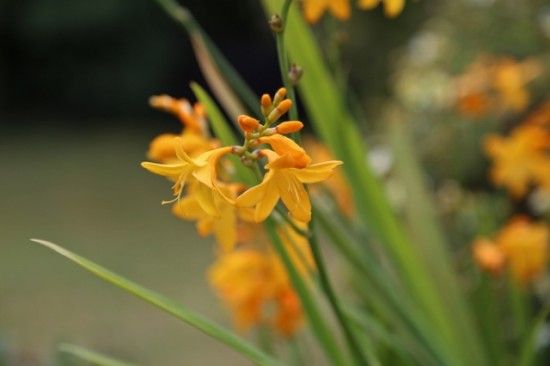 Crocosmia 'Buttercup