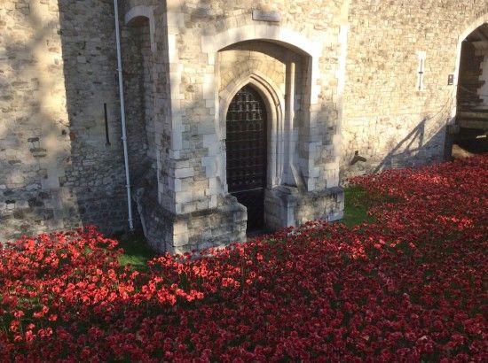 3 A carpet of poppies