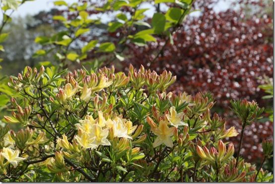 Rhododendron 'Daviesii'