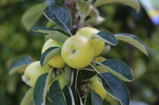 Young apple tree crop