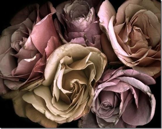 Dead Roses Pinterest