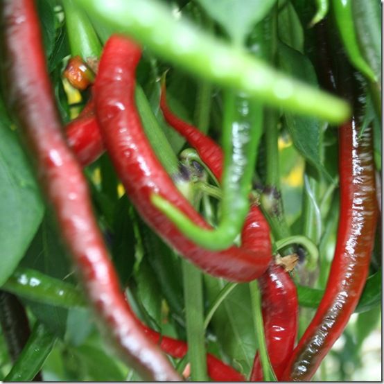 Chilli 'Joe's Super Long'