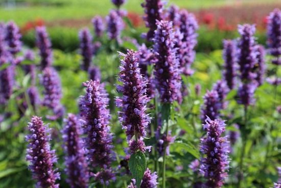 8 Agastache 'Blue Fortune'