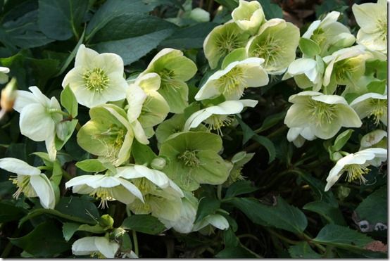 Helleborus nigercors 