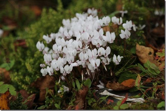 Cyclamen hederefolium 