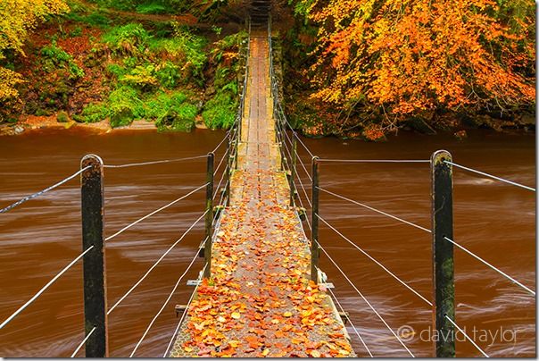 Suspension bridge over the River Allen at Allen Banks, Northumberland, England, Autumn, clour, Colour, Fall, How to Photograph Autumn Colour, How to Photograph Fall Color, Leaves, tree, trees, Woodlland