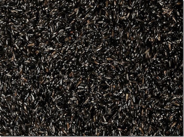 NIGER SEED NIGER SEED