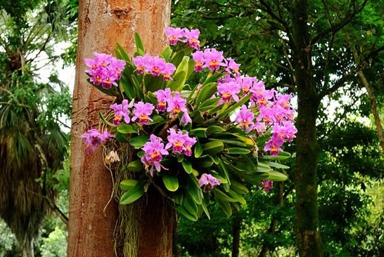 How To Grow & Care For Orchids