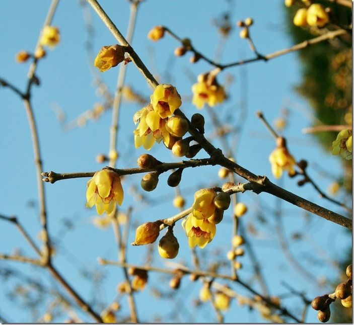 6 Chimonanthus praecox (1024x940)