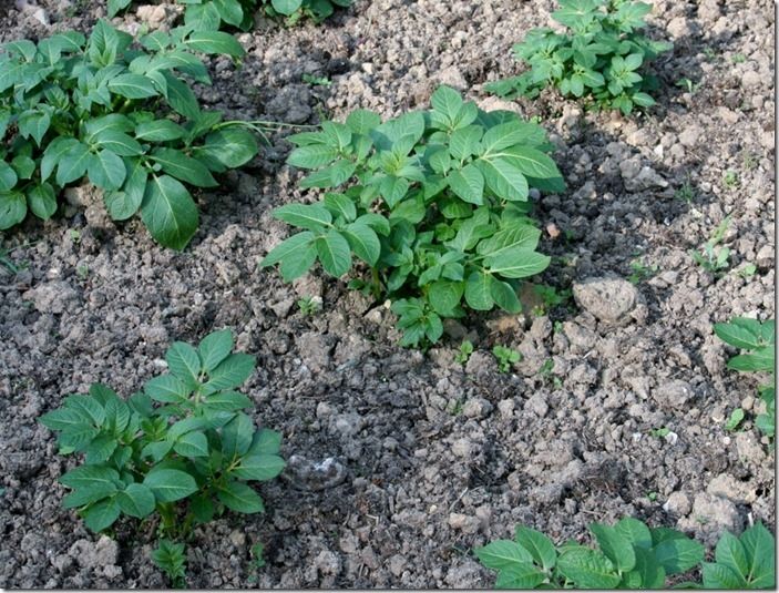 9 Potatoes ready for earthing up