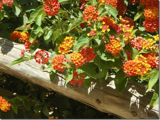 lantana