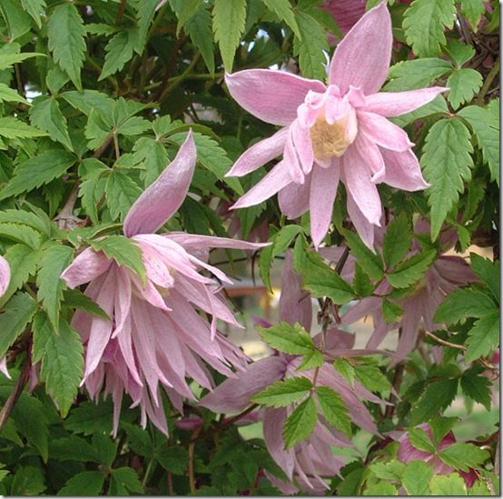 Clematis Markhams Pink