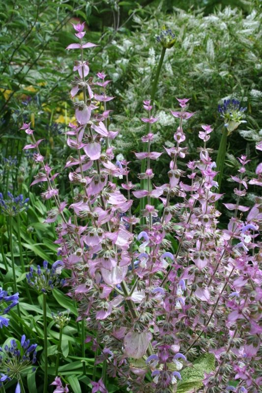 4 Salvia turkestanica (533x800)