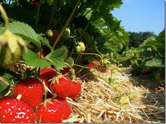 How To Grow Strawberries