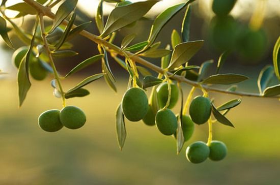 10 Olive branch
