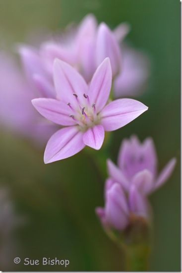 allium unifolium