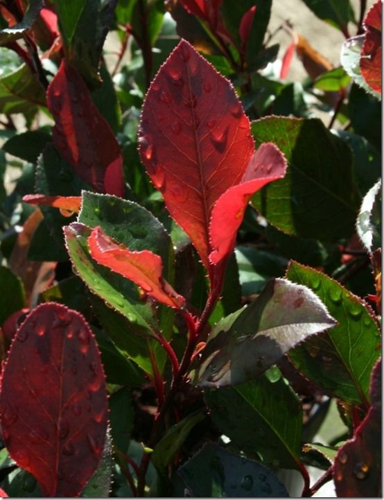 Photinia 'Little Red Robin'