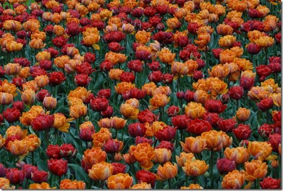 Tulip Orange Princess, Red Princess 61