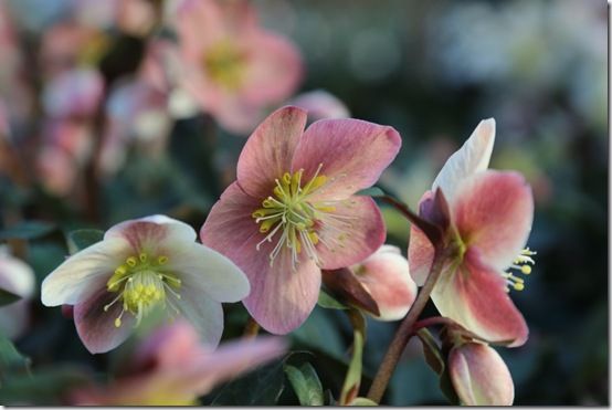 Helleborus x ericsmithii