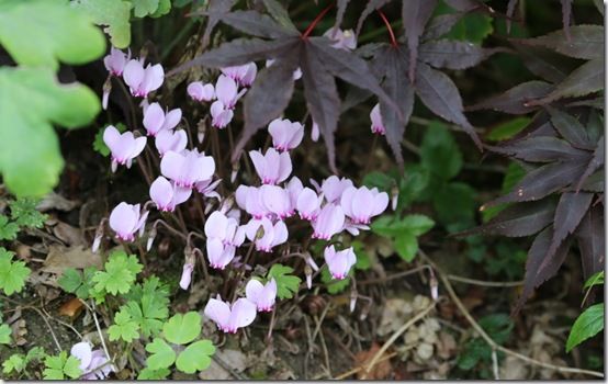 Cyclamen under acer 
