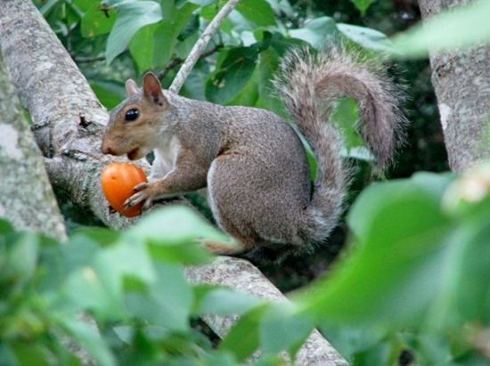 2 Eichhörnchen, das Tomate isst