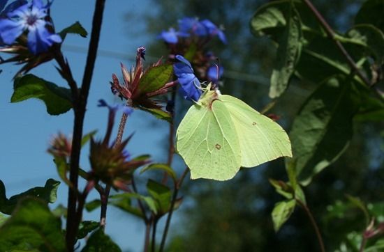 3 Butterfly on ceratostigma (1280x843)