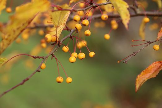 Malus transitoria