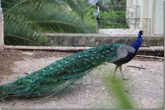 11 peacock 