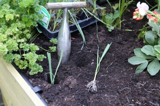 9 Planting leeks traditionally (800x533)