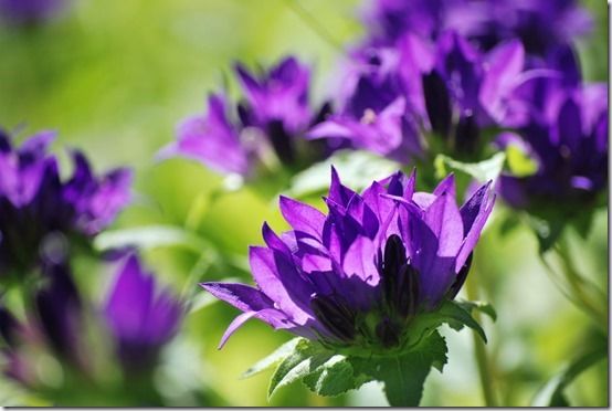 3 Campanula glomerata, 10 Great Perennials To Grow For Cutting