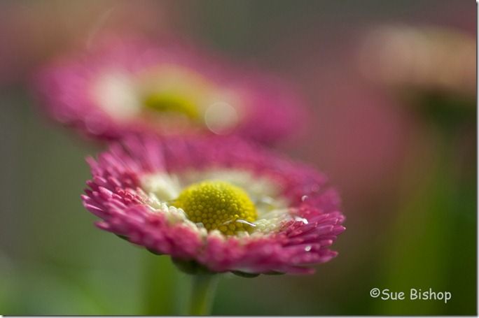 daisies 2