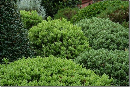 5. Spacing hebes 