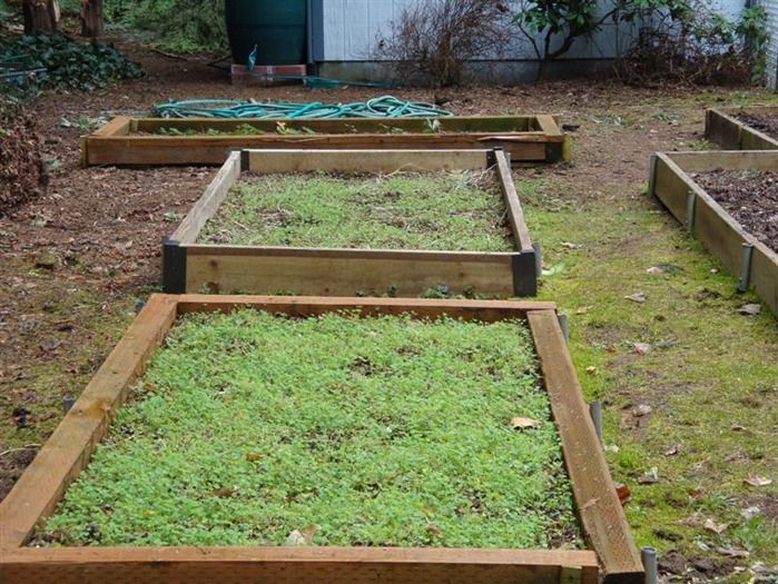 7 Green manure on raised beds