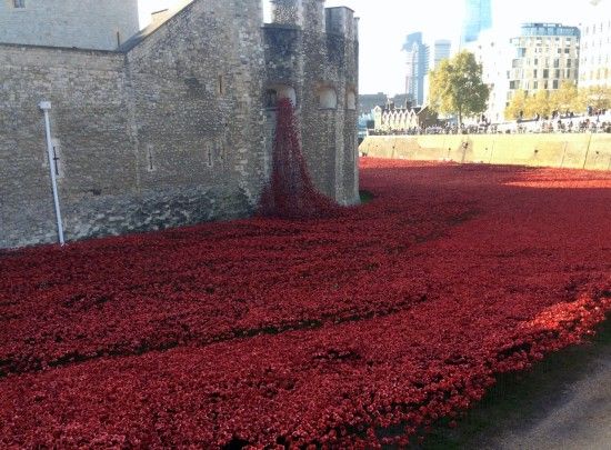 6 poppies pour from The Tower