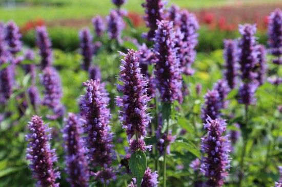 Agastache 'Blue Fortune'