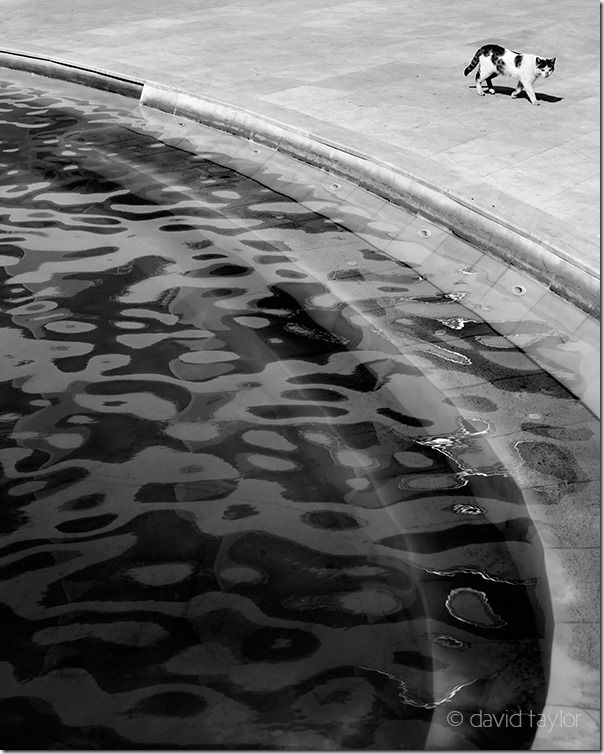 Cat walking along the edge of a swimming pool, Antalya, Turkey