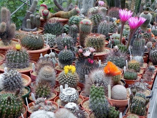 How to Grow Cacti & Succulents