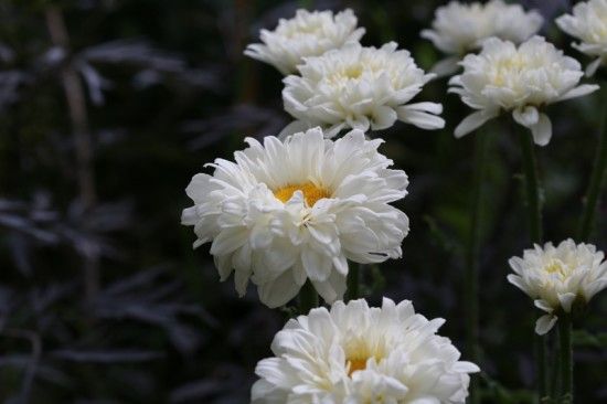 7 Leucanthemum 'Victorian Secret' (4) (800x533)