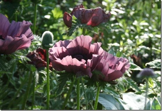 Papaver 'Patty's Plum' 2