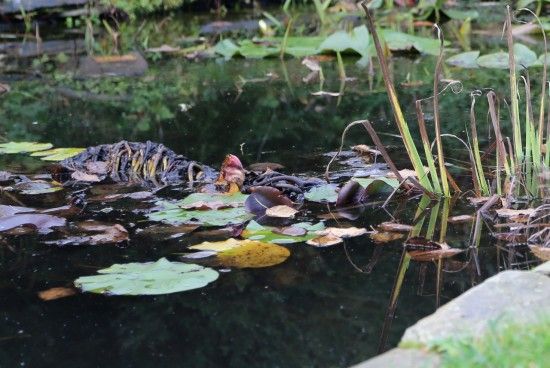 Floating water lily rhizome