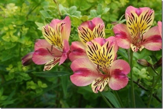 4 Alstromeria hybrids, 10 Great Perennials To Grow For Cutting