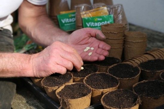 4 Sowing courgettes