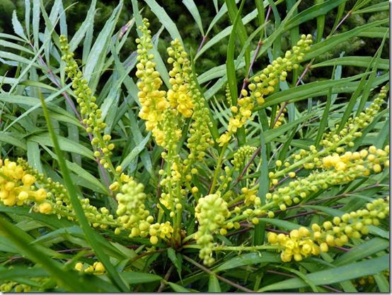 2 Mahonia Soft Caress 