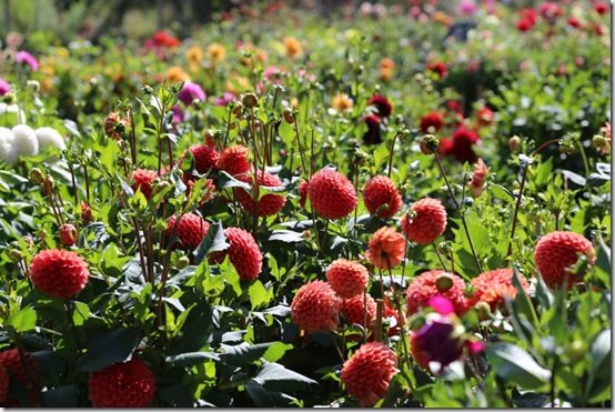 A field of dahlias