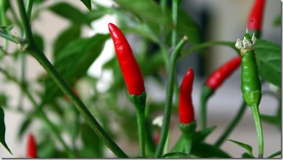 Red chilli plant  (2)