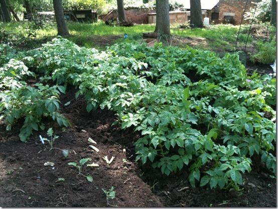 Howing Up Potatoes