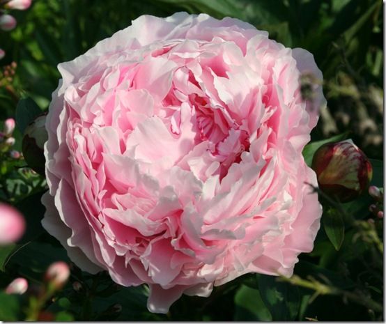 Paeonia 'sarah Bernhardt'